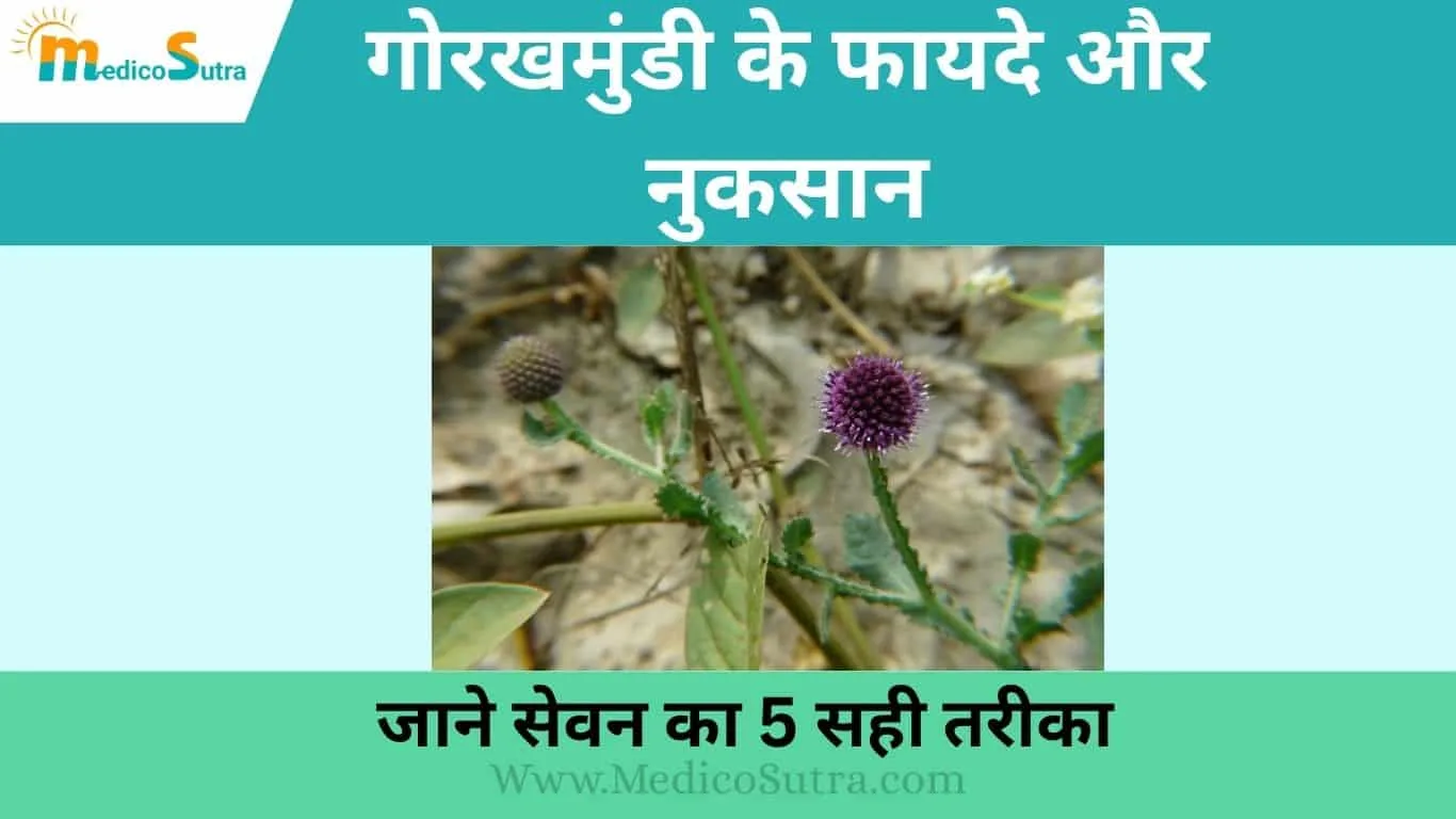 गोरखमुंडी के फायदे और नुकसान